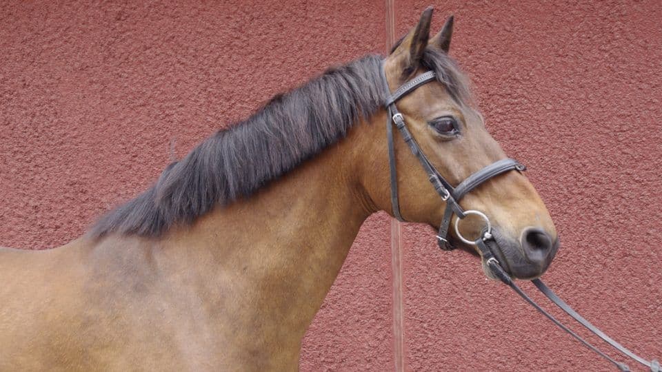 Sirocco