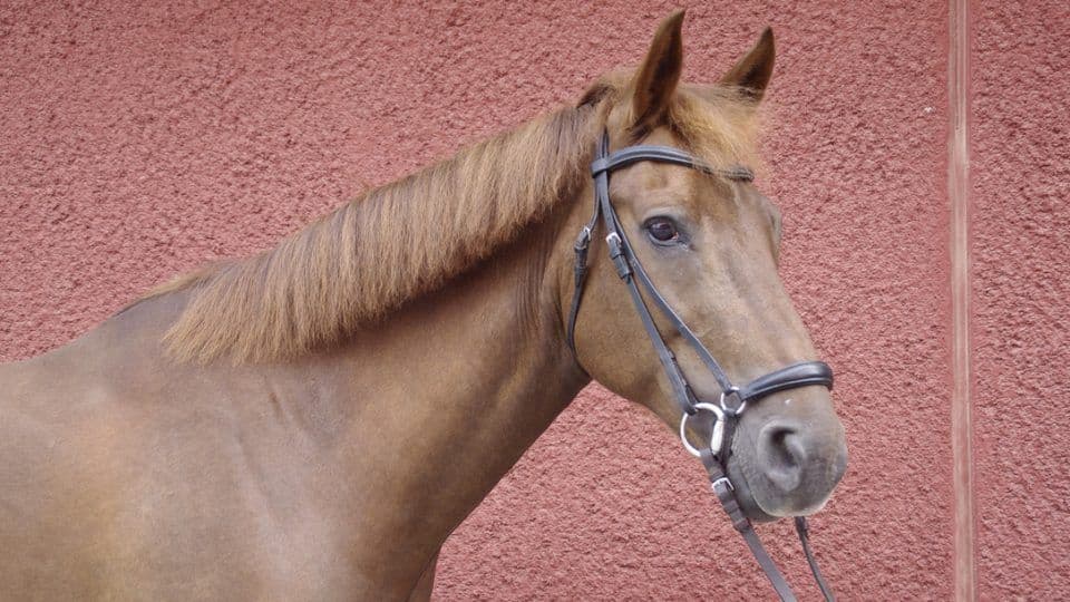 Bengt
