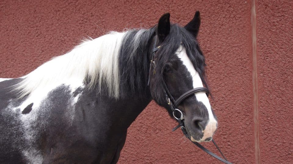 Jack