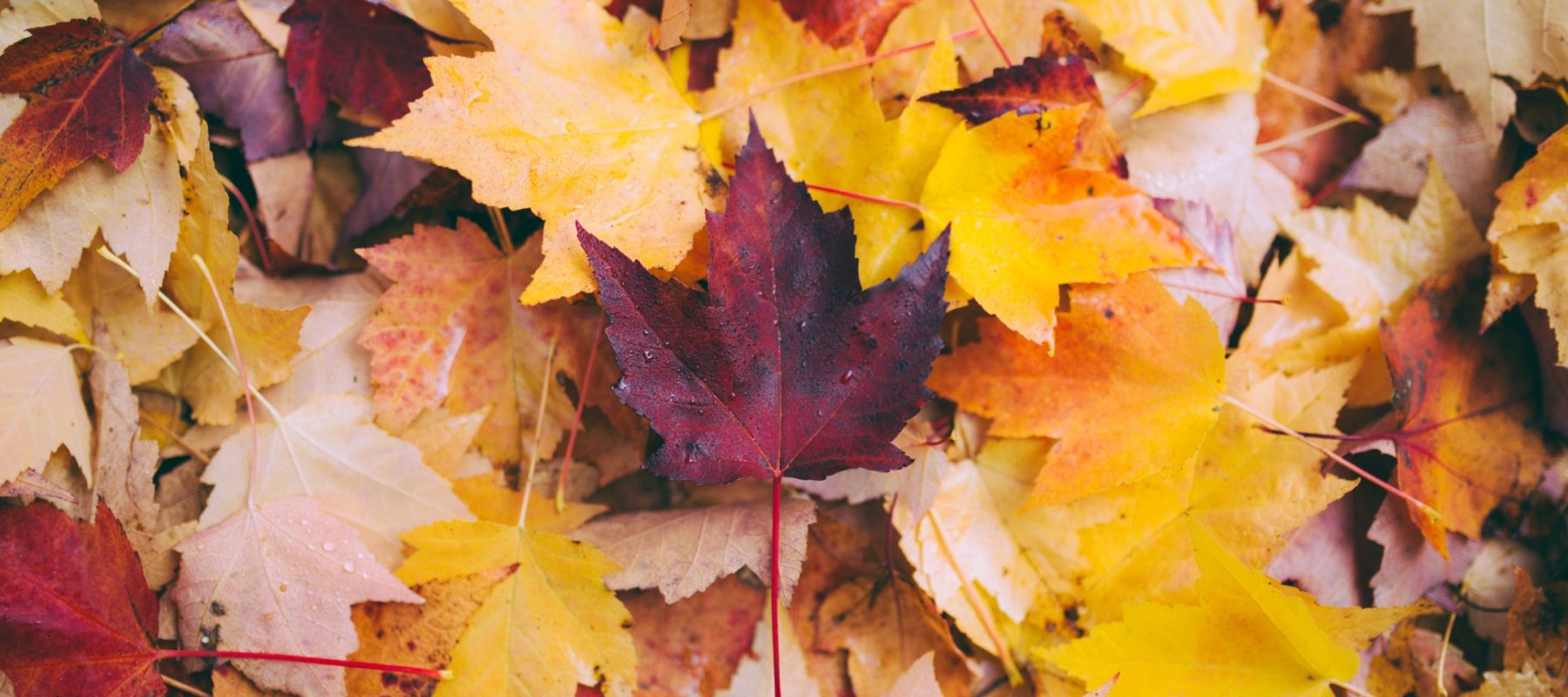 🍂Välkommen på höstmöte! 🍂