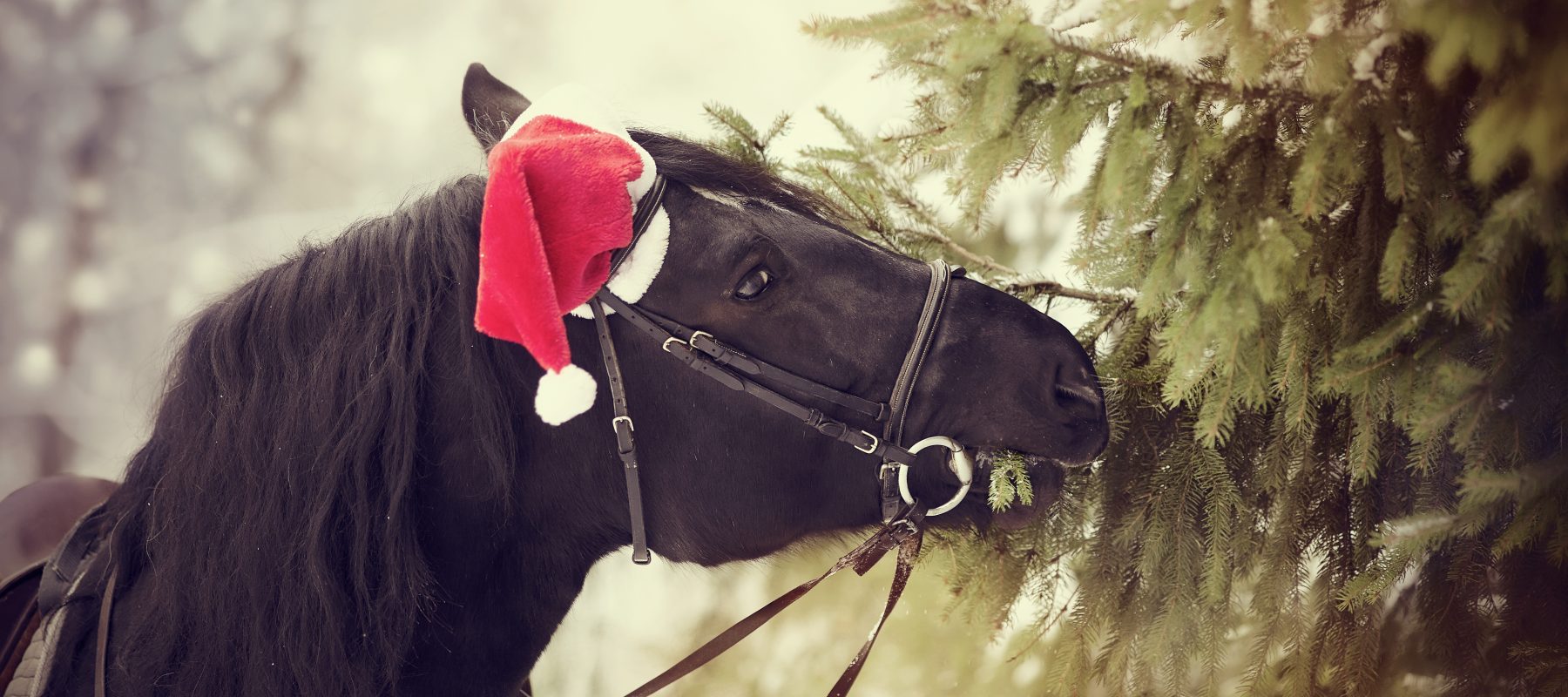 VFKs årliga Luciashow 13/12 kl 15:00