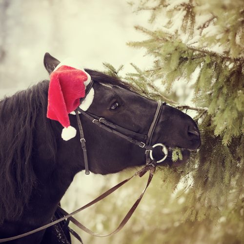 VFKs årliga Luciashow 13/12 kl 15:00